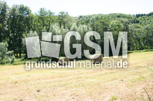 Wiese-gemaeht-1.jpg